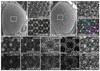 Fig 8
