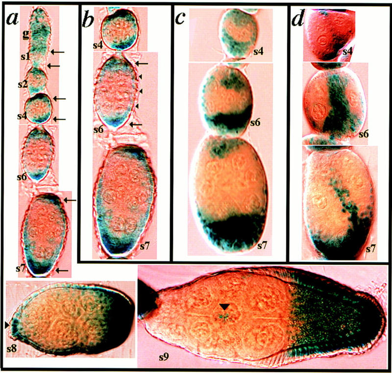 Figure 9