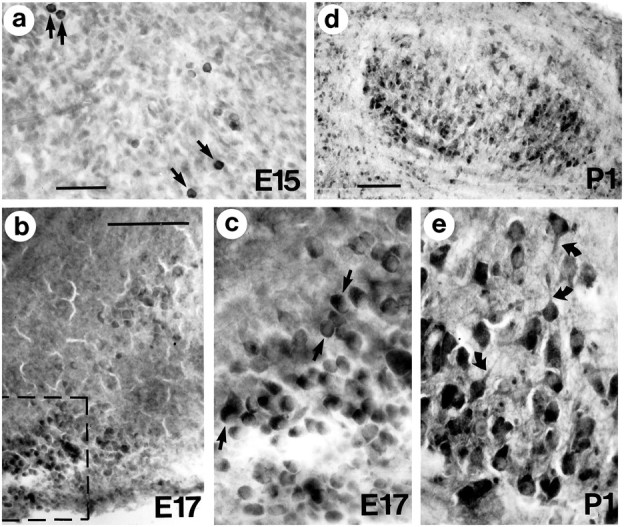 Fig. 9.