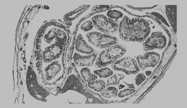 Fig. 6