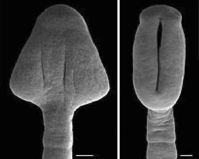 Fig. 2