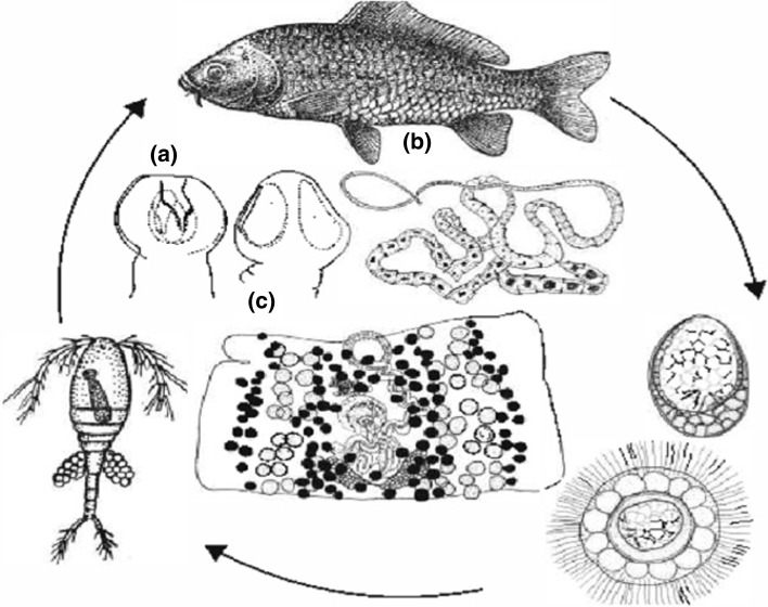 Fig. 1