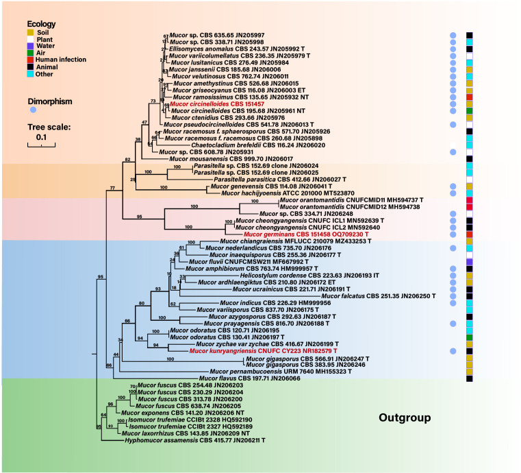 The phylogenetic tree for fungi is built using a specific gene. The highlighted species are M. circumelloides, M. germinans, and M. kunryangriensis. With other fungi, the switch between yeast and mold forms is indicated.