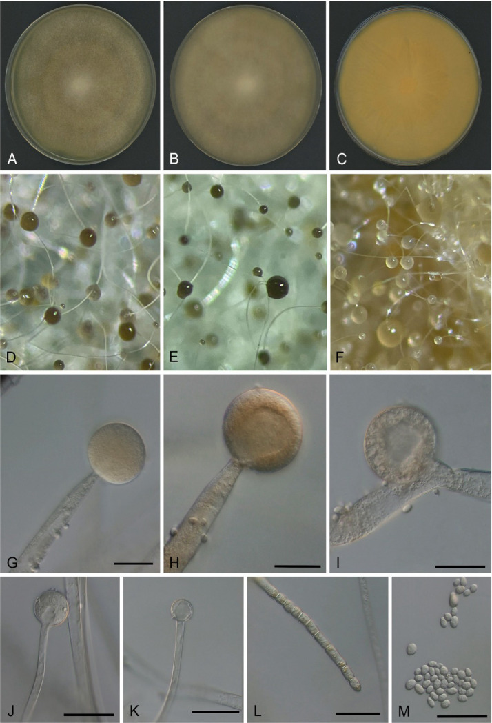 Photos and micrographs feature M. germinans growing on agar over time after days 4 and 6; the fungus parts; spore sacs at different stages; remaining after the spores leave; thick-walled spores; individual spores.