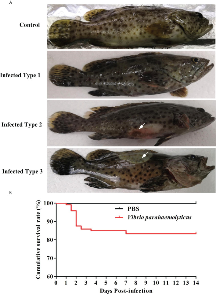 Figure 1