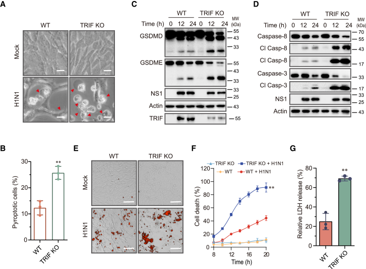 Figure 6