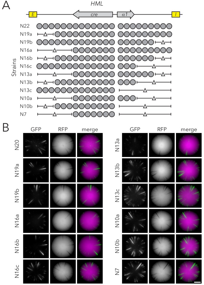 Figure 1—figure supplement 4.