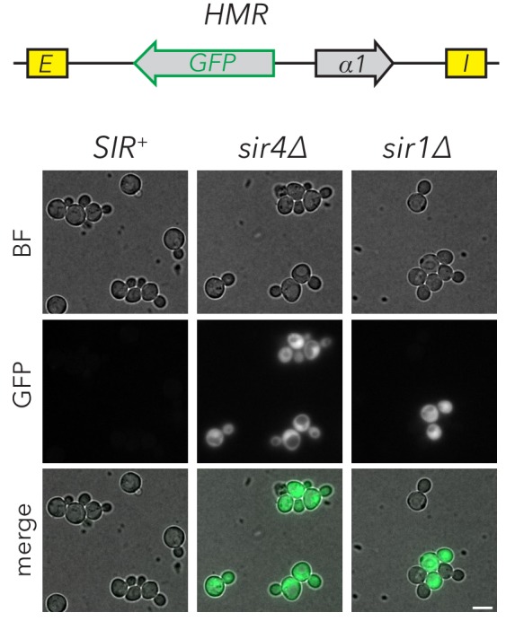 Figure 2—figure supplement 1.