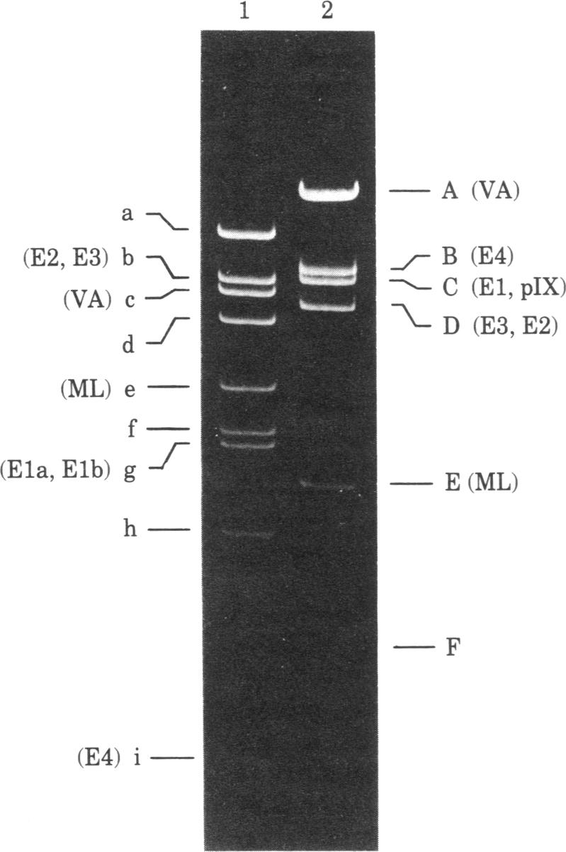 graphic file with name pnas00445-0161-a.jpg