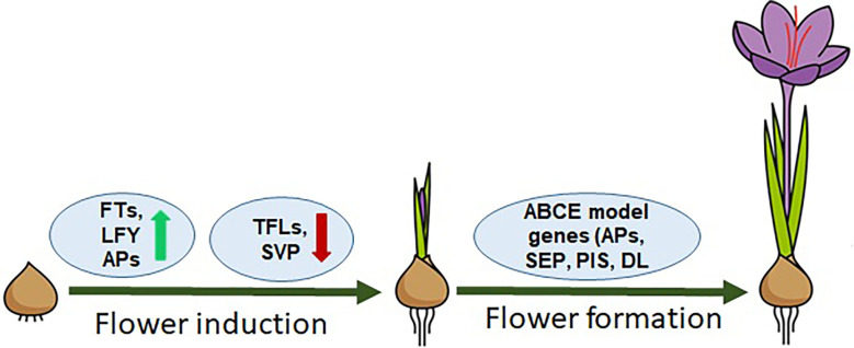 Figure 1