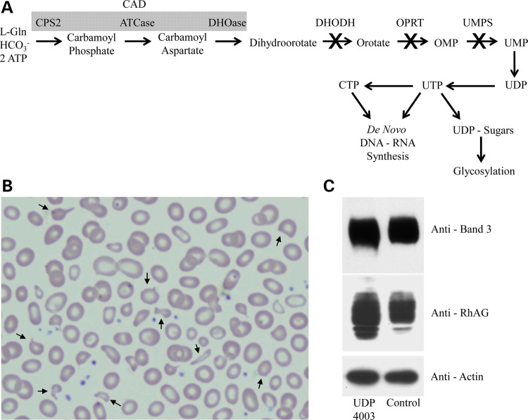 Figure 1.