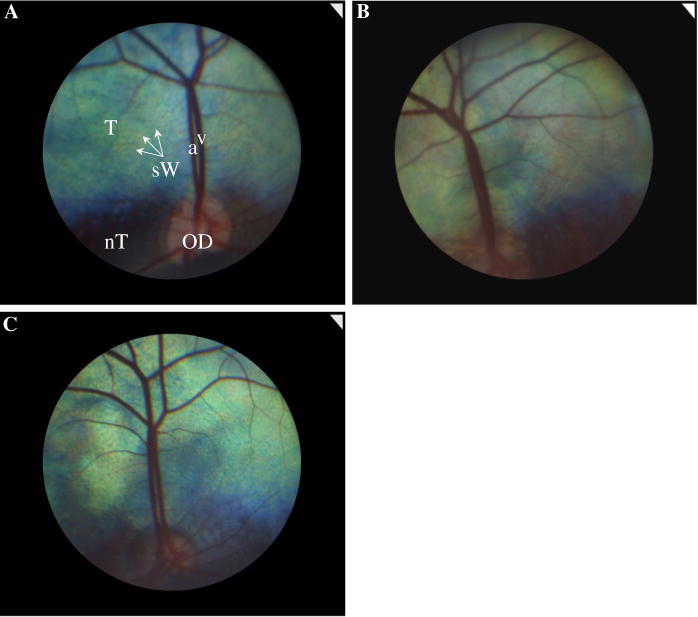 Fig. 1