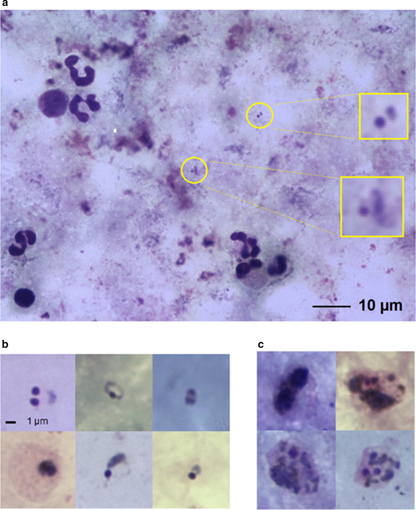 Fig. 1