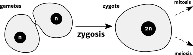 Fig. 1