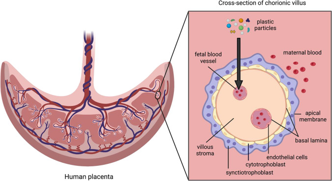 Fig. 1