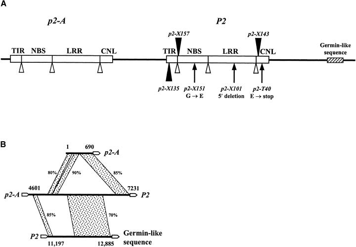 Figure 2.