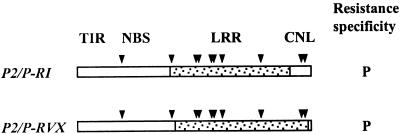 Figure 7.