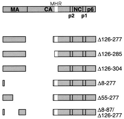 FIG. 1