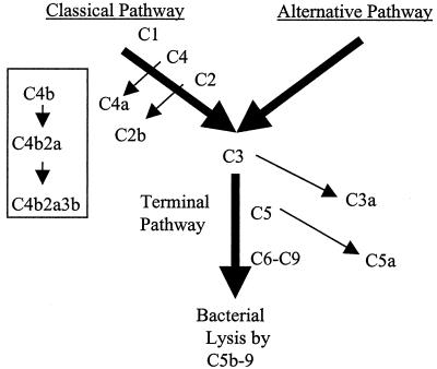 FIG. 1