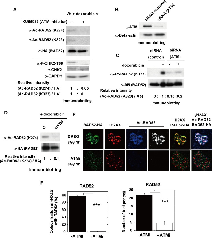 Fig 11