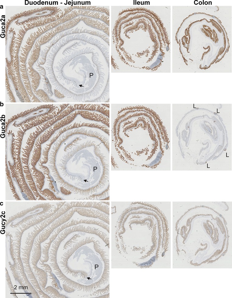 Fig. 2