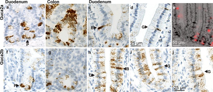 Fig. 5