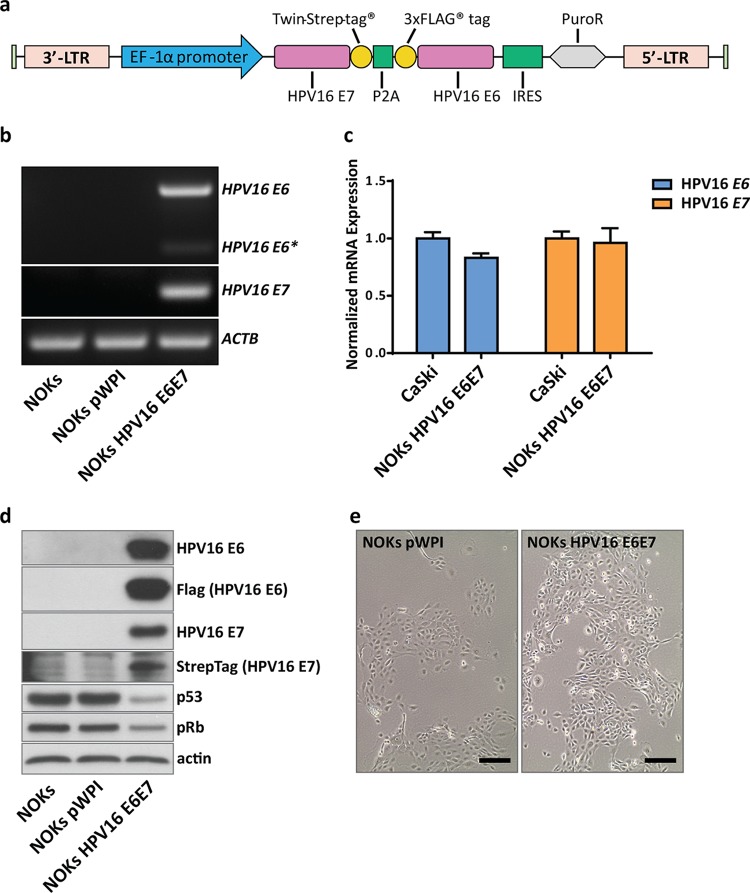 FIG 1