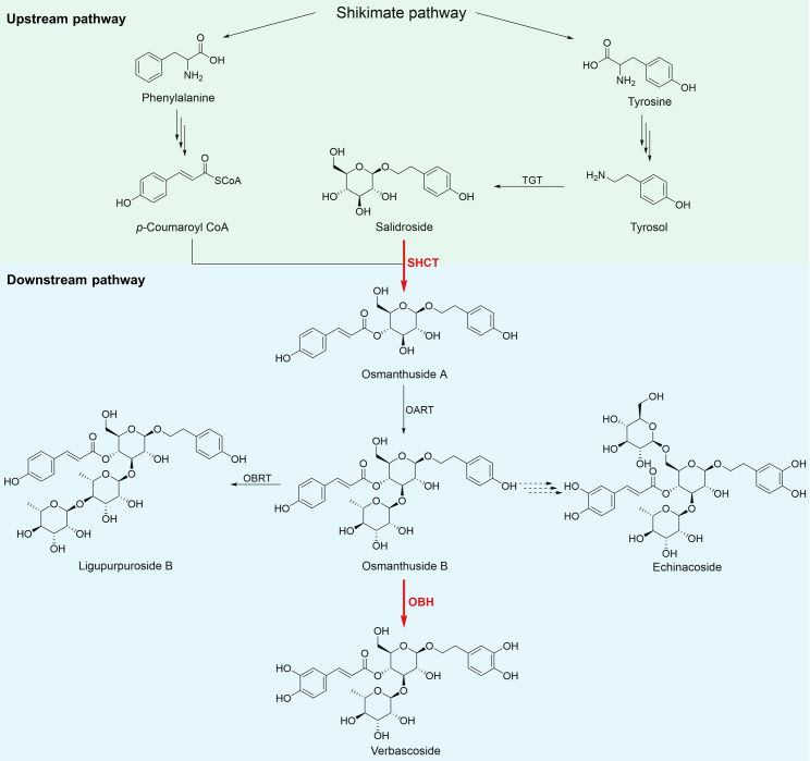 Figure 1
