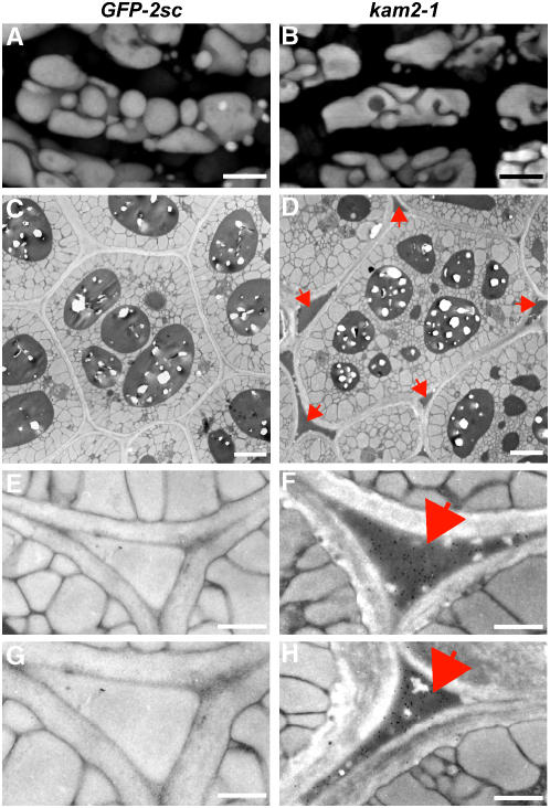 Figure 9.