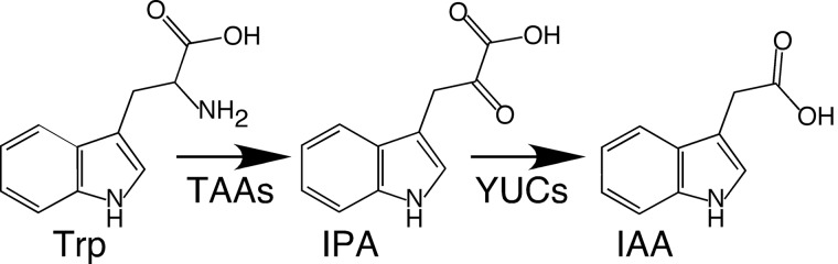 FIGURE 1.