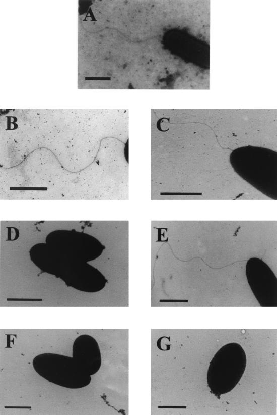 FIG. 5