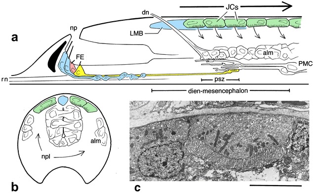 Fig. 1