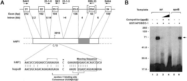 Figure  1