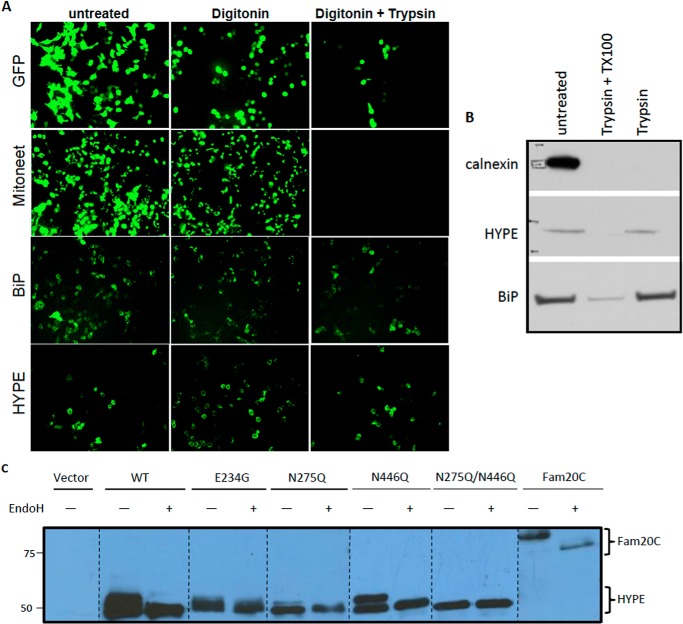 FIGURE 4.