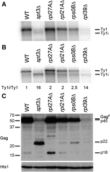 Fig. 5