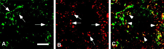 Fig. 7.