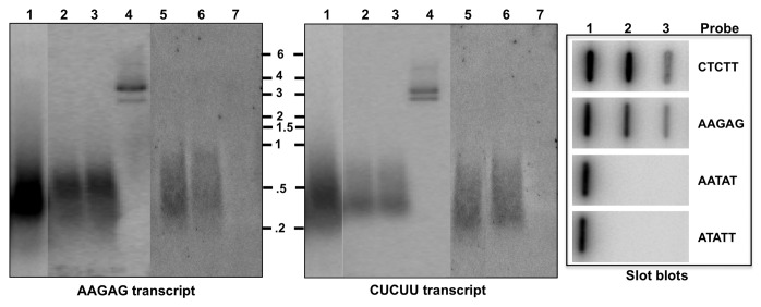 graphic file with name rna-10-564-g1.jpg