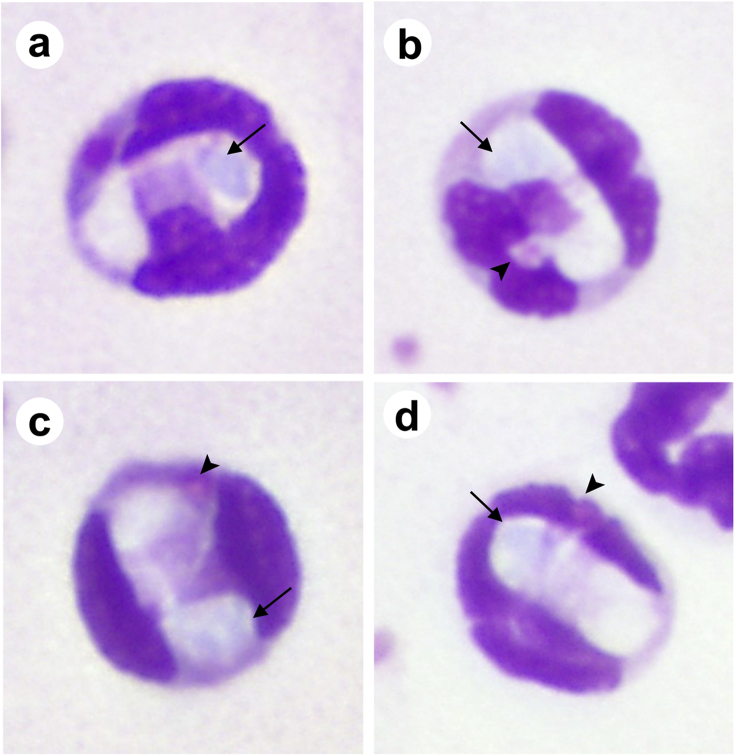 Fig. 1