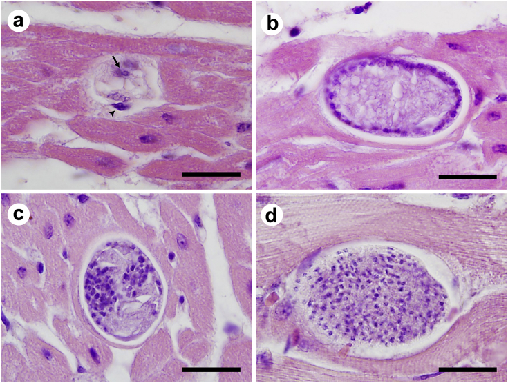Fig. 3