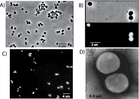 FIG. 5.