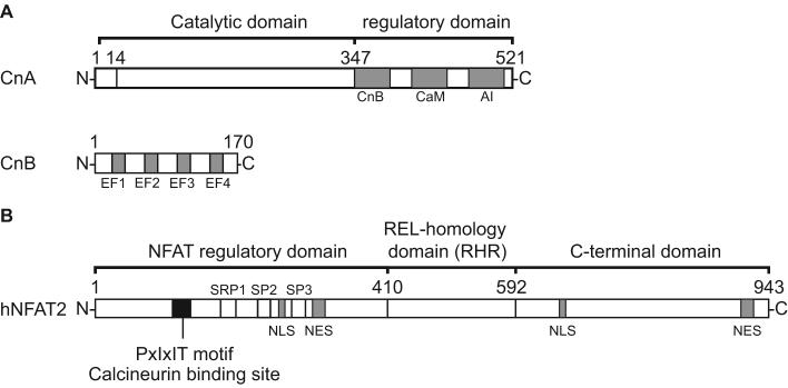 Figure. 1