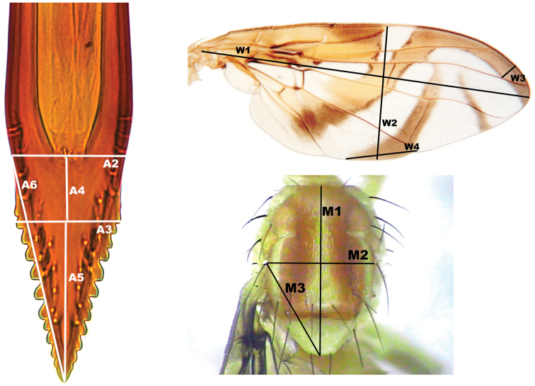 Figure 2.