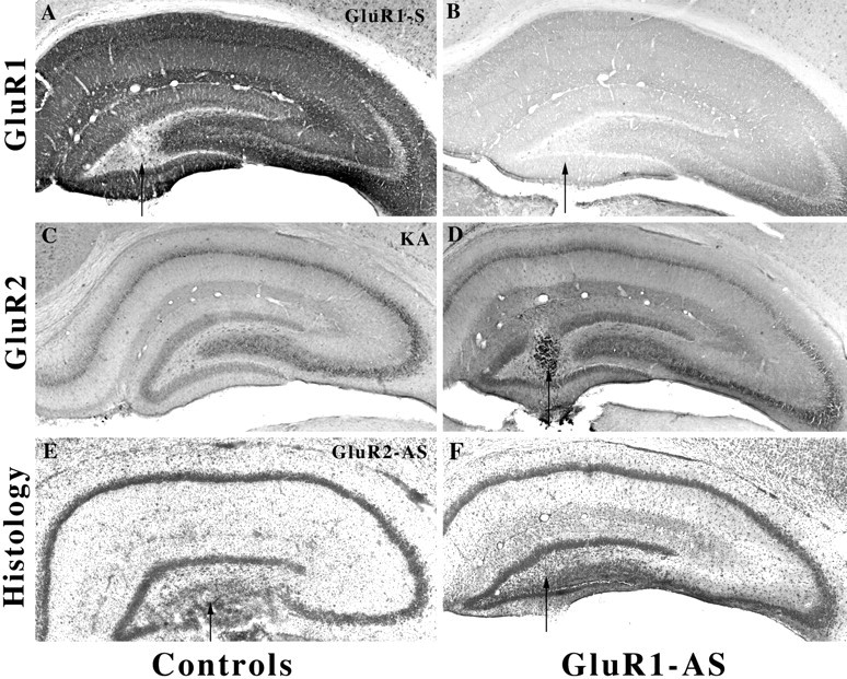 Fig. 9.