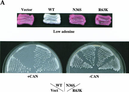 FIGURE 1.