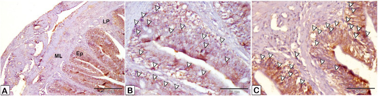 Fig. 24