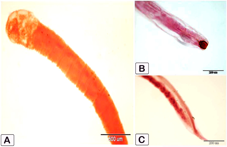 Fig. 2