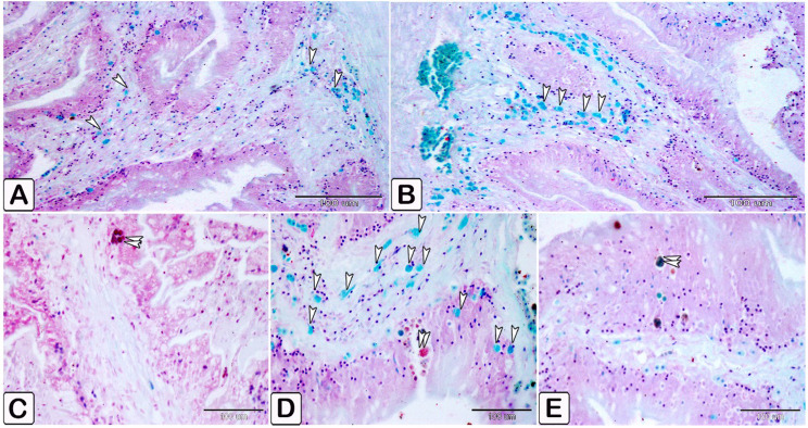 Fig. 7