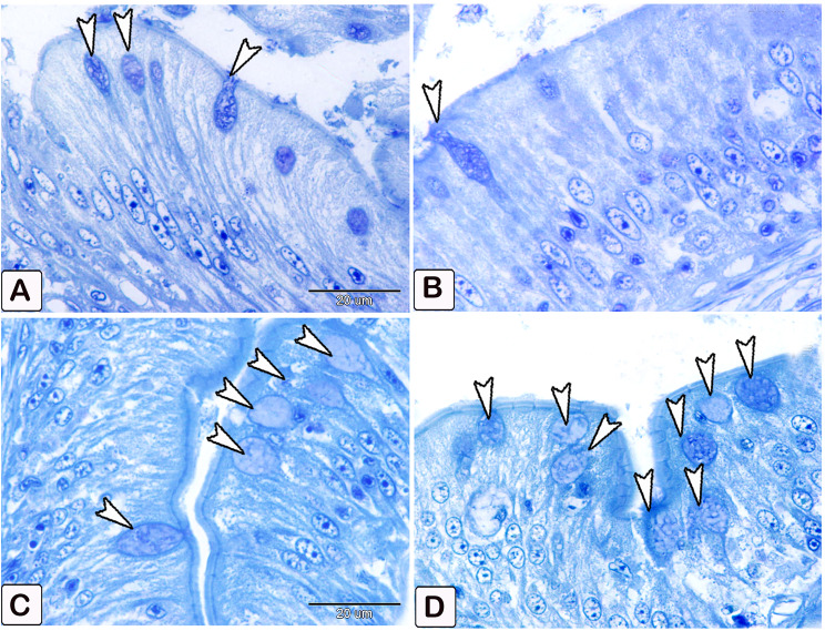 Fig. 3