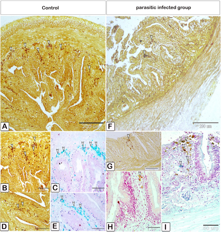 Fig. 9