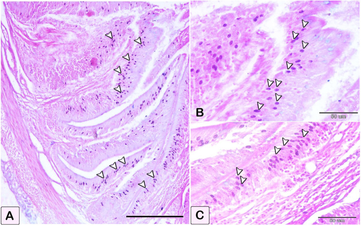 Fig. 16